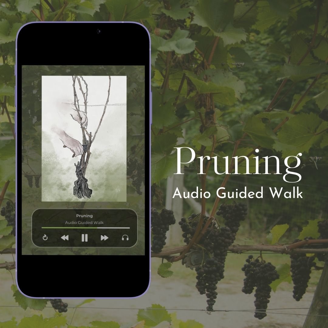 Pruning Guided Walk